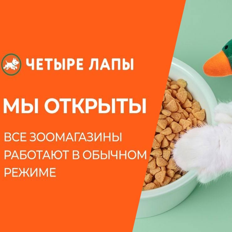 Приложение четыре лапы не работает